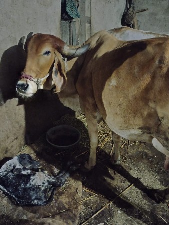 ગાય વેચવાની છે