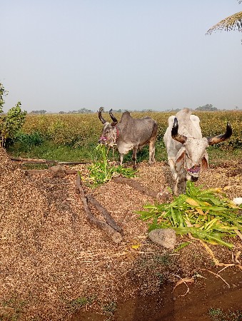 બળદ વેચવાના છે વઢીયારા