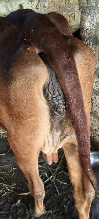 ગાય વેચવાની છે