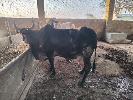 થંબનેલ 3