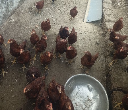 પાઠડા (સોનાલીકા