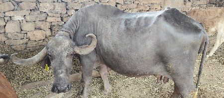 थंबनेल 3