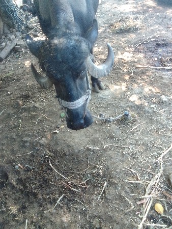 ભેંસુ વેચવાનીયું છે