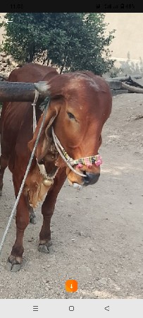 યાગોઢલો