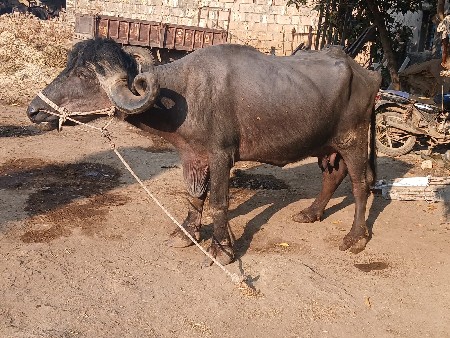 પાસ મરનારની ધાભણી