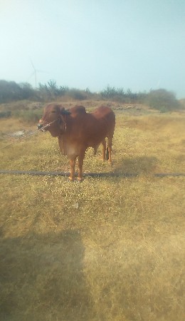 थंबनेल 3