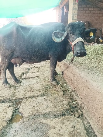 ભેંસ વેચવાની છે