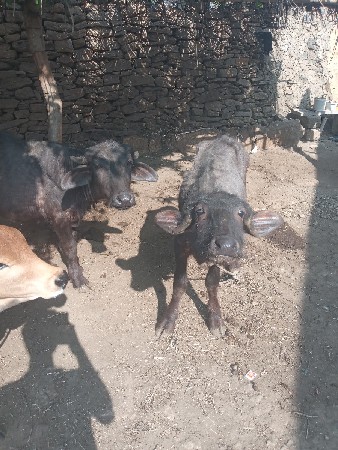 थंबनेल 2