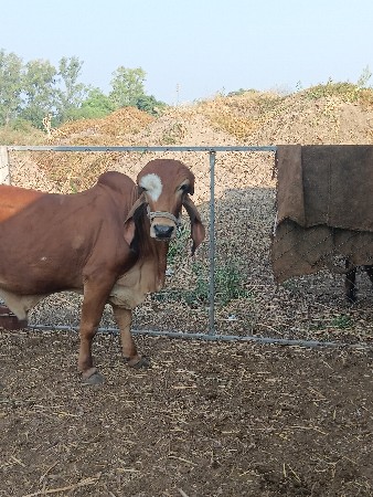 સાટામા ખુટ જૉયયે છે