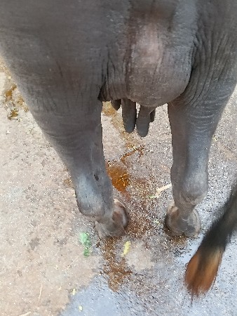 ભેંસ વેચવાની છે