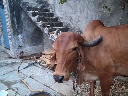 ગાય વેચવાની છે