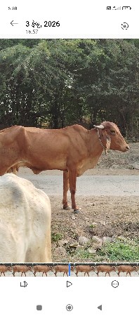 આ ગાય અદબેહરી હોડકી વેચવાની છે