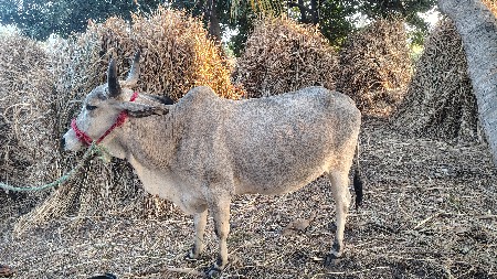 ગાય વેચવાની છે