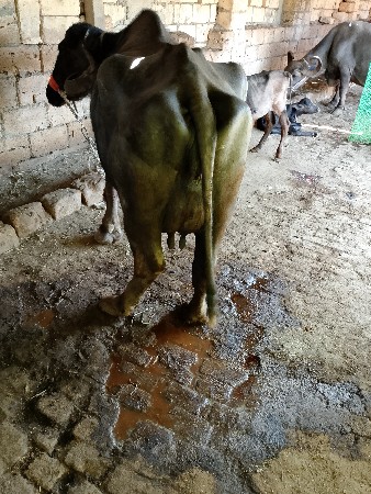 थंबनेल 2