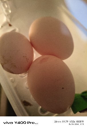 પીયોર.દેસી.ઈડા.વેચવાના છે