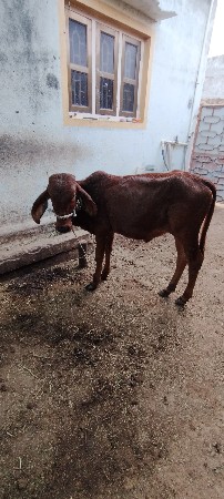 थंबनेल 3