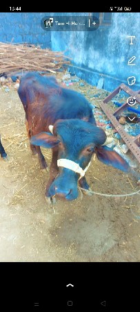 થંબનેલ 3