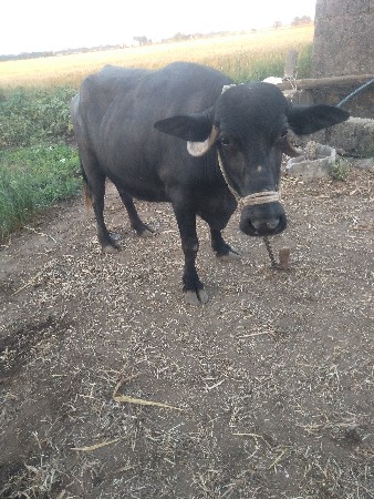 ભેંસ વેચવાની છે
