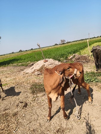 थंबनेल 3