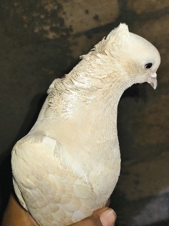 કબૂતર વેચવાના છે