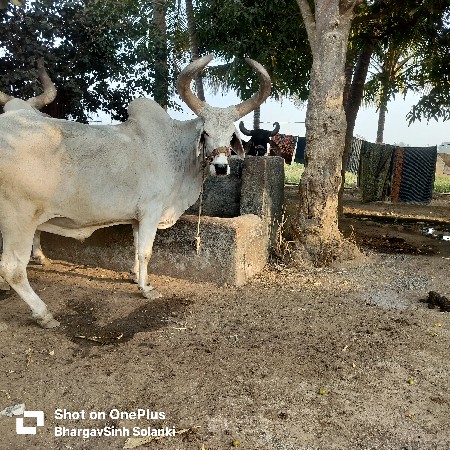 એક બળદ વેચવાનો છે. (જમણી)