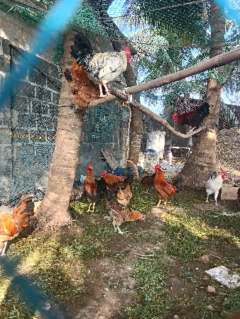 દેશી મૂરઘા અને મૂરઘી વેચવા ના છે