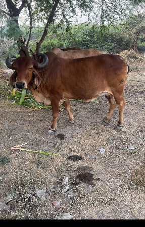 15 20 દિવસ ની કાચી