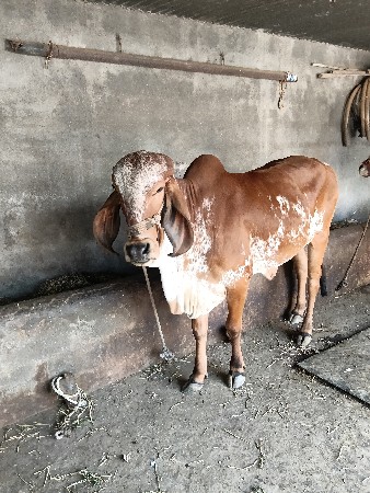 थंबनेल 2