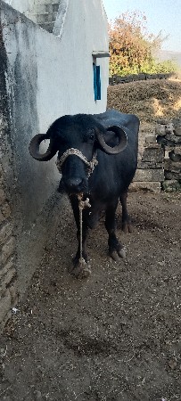 थंबनेल 3