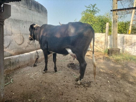 થંબનેલ 2