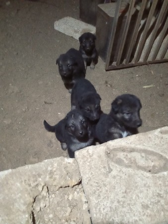 જમૅન શફટૅ ગલુડીયા વેચવાના છે