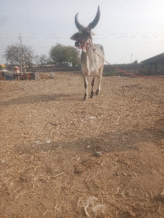 બળદ વેચવાના છે