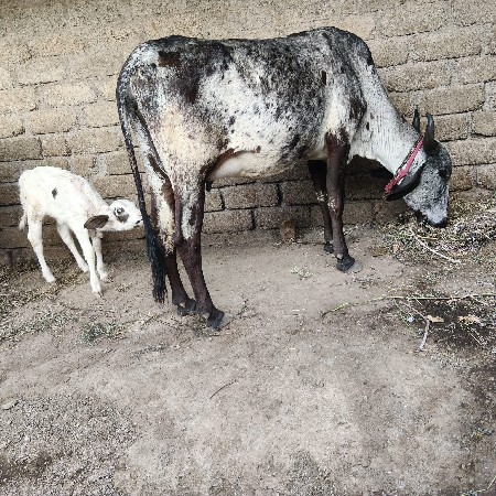 ગાય વેચવાની નીચે વચડી છે