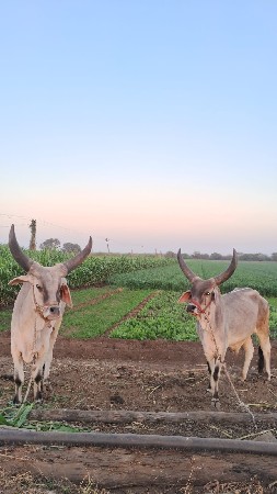જવાબ દારી વારા