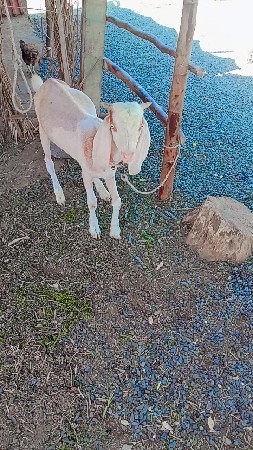 કિંમતમાં ફેરફાર નહીં થાય ફિક્સ