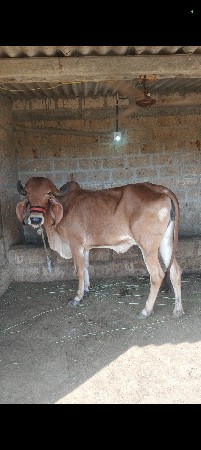 હોડકી વેચવાની છે