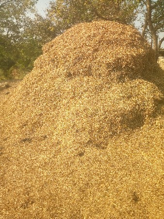 મગોટુ. વેશવાનુ છે