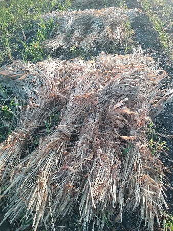 જુવાર ની‌ નીરણ‌ વેચવાની છે