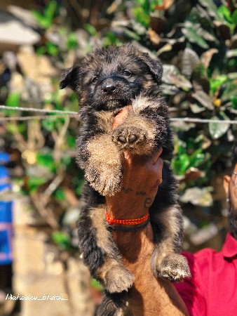 જર્મન સેફળ લોંગ કોટ મેલ ફીમેલ