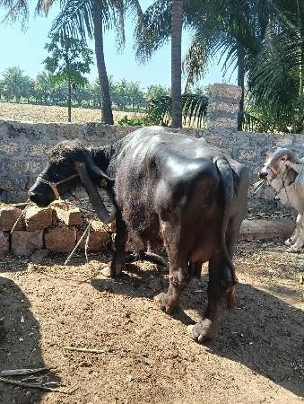 थंबनेल 3