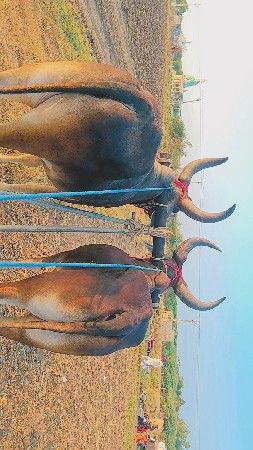 લાંબા ગોડલા વેચવાના જવાબદારી મારવા