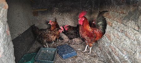 7 નંગ મરઘા દેવાના છે