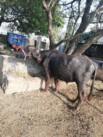 थंबनेल 3