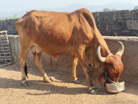 થંબનેલ 2