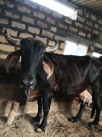 थंबनेल 2