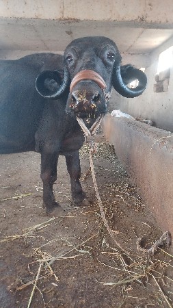 ભેસ વેસવાની છે