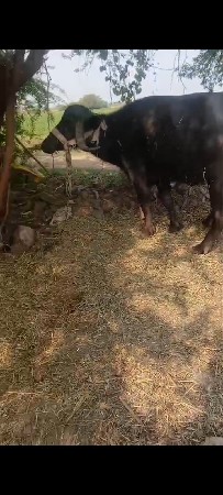 ભેંસ વેચવાની છે