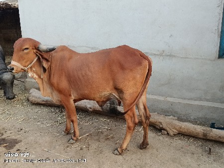 થંબનેલ 2