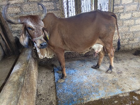 ગાય 3જુ વેતર વિયાણી