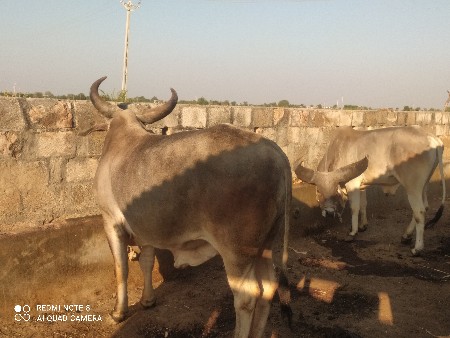 ગોઢલા વેશવા ના છે